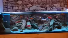Aquarium Malawi