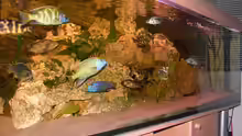 Aquarium Malawibecken