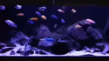 Aquarium Malawibiotop - 1.400 Liter