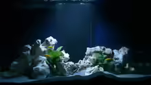 Aquarium MALAWIDREAM
