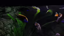 Aquarium Malawimix