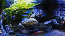 Aquarium Malawitraum ( Umdekoriert )