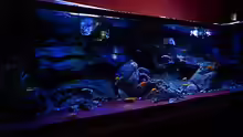 Aquarium Malawitraum ( Umdekoriert )