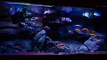 Aquarium Malawitraum ( Umdekoriert )