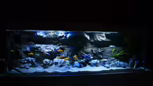 Aquarium Malawitraum ( Umdekoriert )