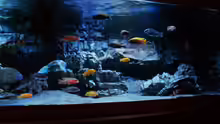 Aquarium Malawitraum ( Umdekoriert )