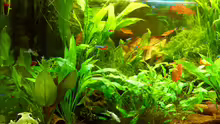 Aquarium Manni  Rio 125