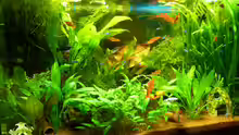Aquarium Manni Rio 125