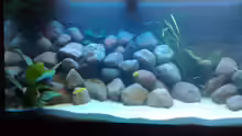 Aquarium Marc´s Mbuna-World