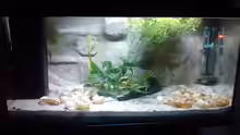 Aquarium Maulwurfbecken