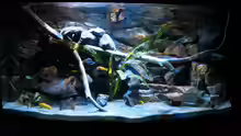 Aquarium Mbuna Becken (nur noch als Beispiel)
