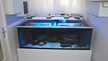 Aquarium Mbuna meets Basalt