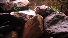 Aquarium Mbuna Rocks