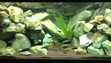Aquarium Mbuna Rocks