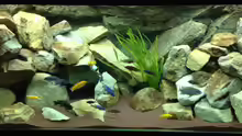 Aquarium Mbuna Rocks