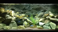 Aquarium Mbuna Rocks
