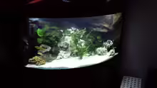 Aquarium Mbuna350 Trigon