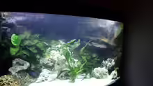 Aquarium Mbuna350 Trigon