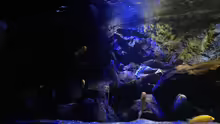 Aquarium Mbunas World