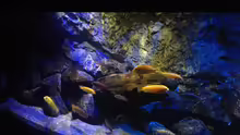 Aquarium Mbunas World