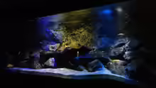Aquarium Mbunas World