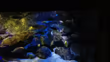 Aquarium Mbunas World