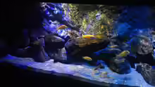 Aquarium Mbunas World