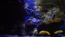 Aquarium Mbunas World
