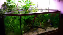 Aquarium Mco`s Aquarium