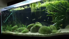 Aquarium Me equivocaria otra vez II