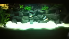 Aquarium Meckel´s Malawi Tank
