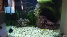 Aquarium Meerwasser Es geht los!!