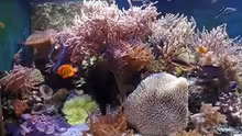 Aquarium Meerwasseraquarium