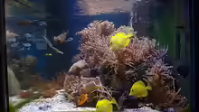 Aquarium Meerwasseraquarium