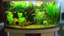 Aquarium mein 1.Becken