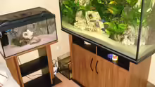 Aquarium Mein 200l Hauptbecken