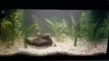 Aquarium mein 54l Becken neu gemacht