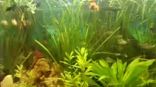 Aquarium Mein Anfang