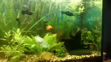 Aquarium Mein Anfang