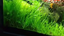 Aquarium Mein Aquarium