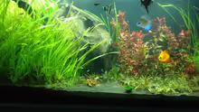 Aquarium Mein Aquarium