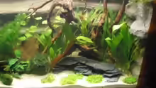 Aquarium Mein Aquarium