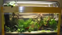 Aquarium Mein Aquarium