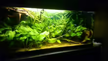 Aquarium Mein Becken