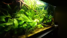 Aquarium Mein Becken