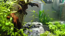 Aquarium Mein erstes Aquascape