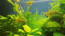 Aquarium Mein erstes Becken