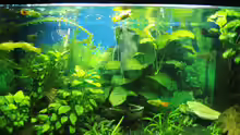 Aquarium Mein erstes Becken