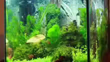 Aquarium mein erstes Garni Becken