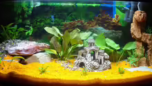 Aquarium Mein II. Aquariumbecken